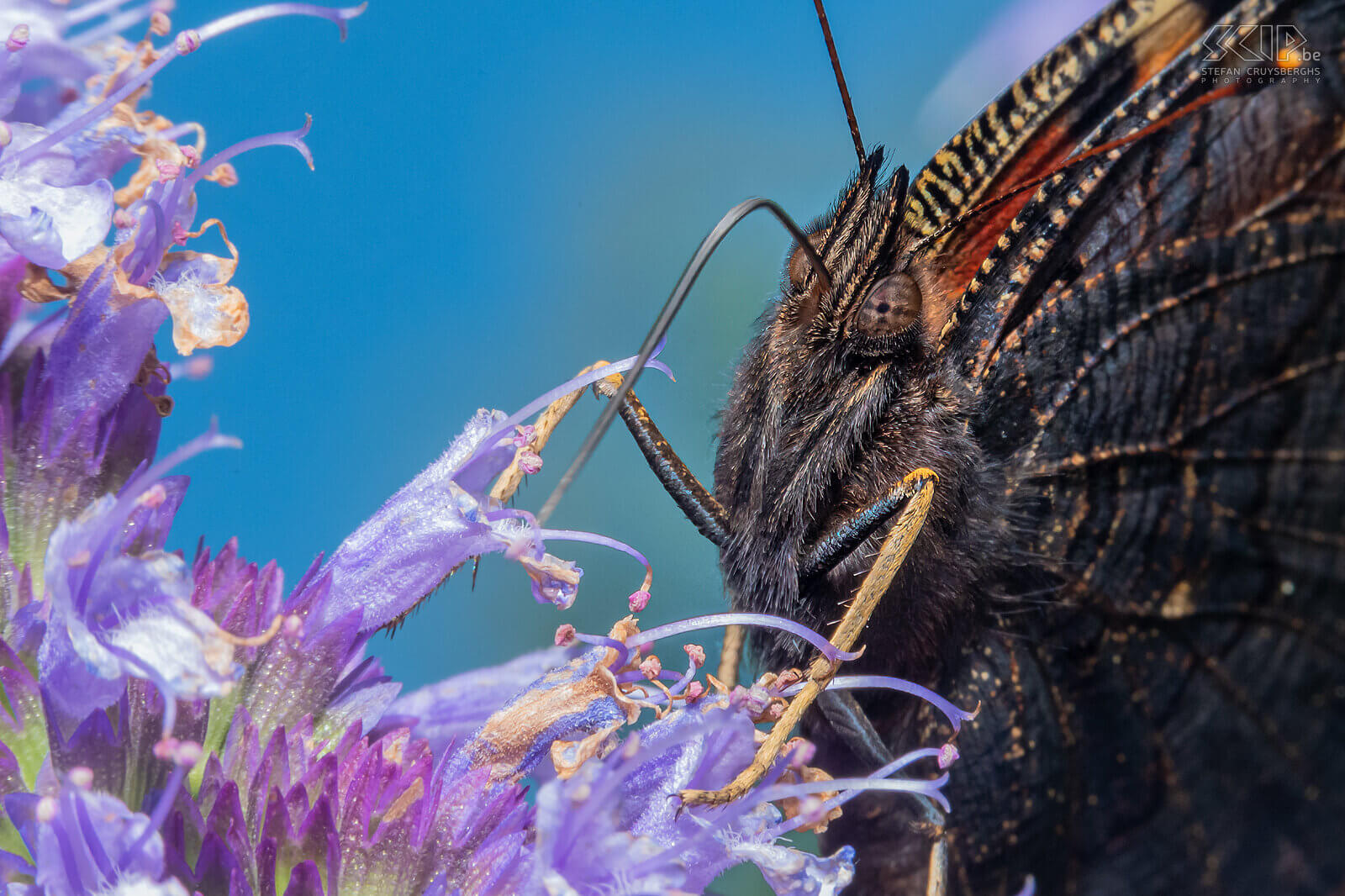 Insects - European peacock moth Close-up of the European peacock butterfly. Made with 105mm macro lens and a few extension rings. Stefan Cruysberghs